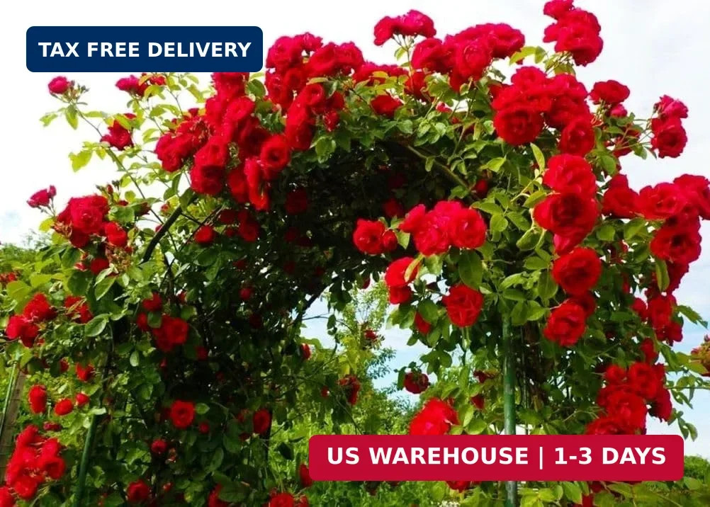 100+ Red Climbing Rose Seeds Ornamental Rosa Bush Vine Climber Long-Blooming