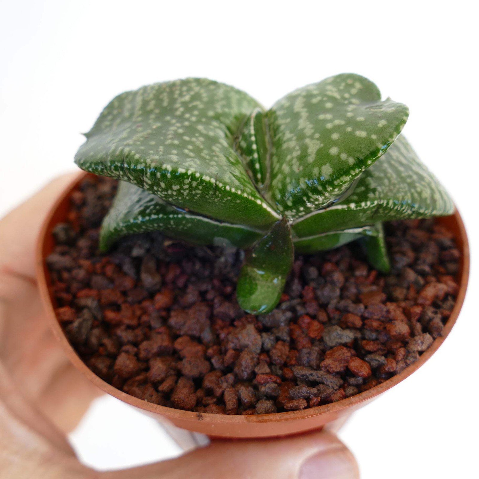 Gasteria armstrongii cv ‘Pearl’ VERY FAT LEAVES – Armstrong’s gasteria | Armstro