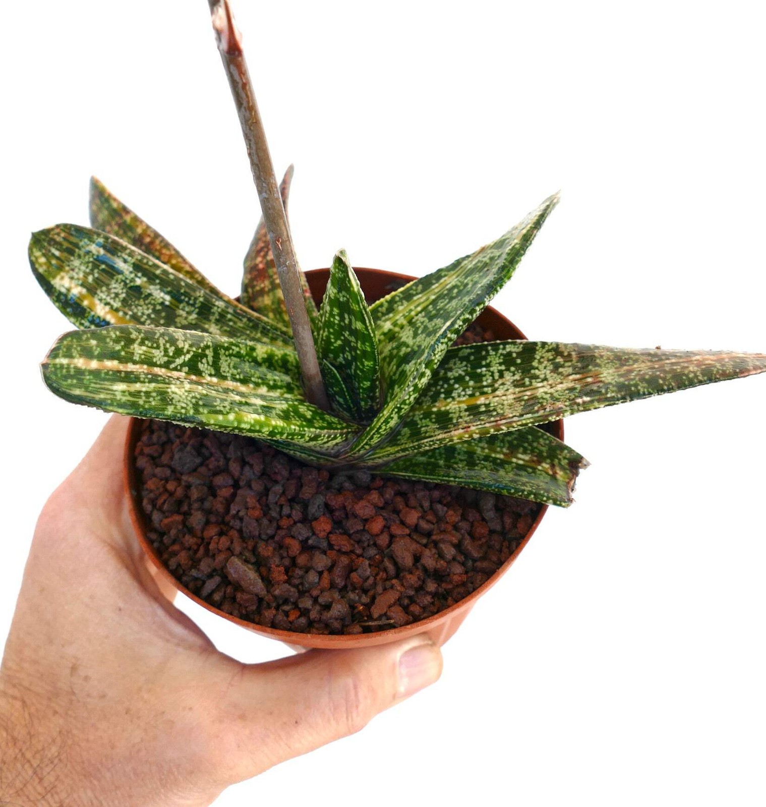 Gasteria batesiana STRIATA YELLOW VARIEGATED (EX. SPARKMAN USA) – Knoppies gaste