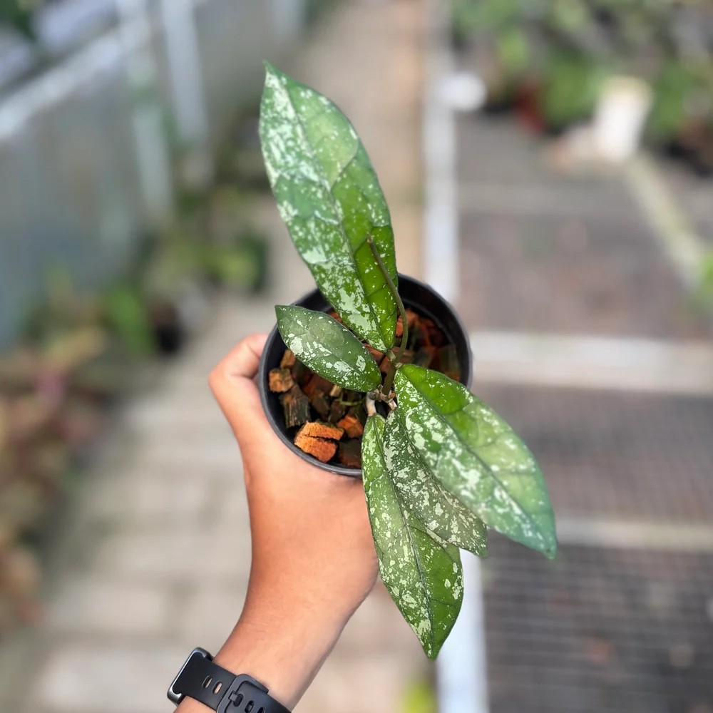 Real Pict Hoya Clemensiorum Splash Rare Plant