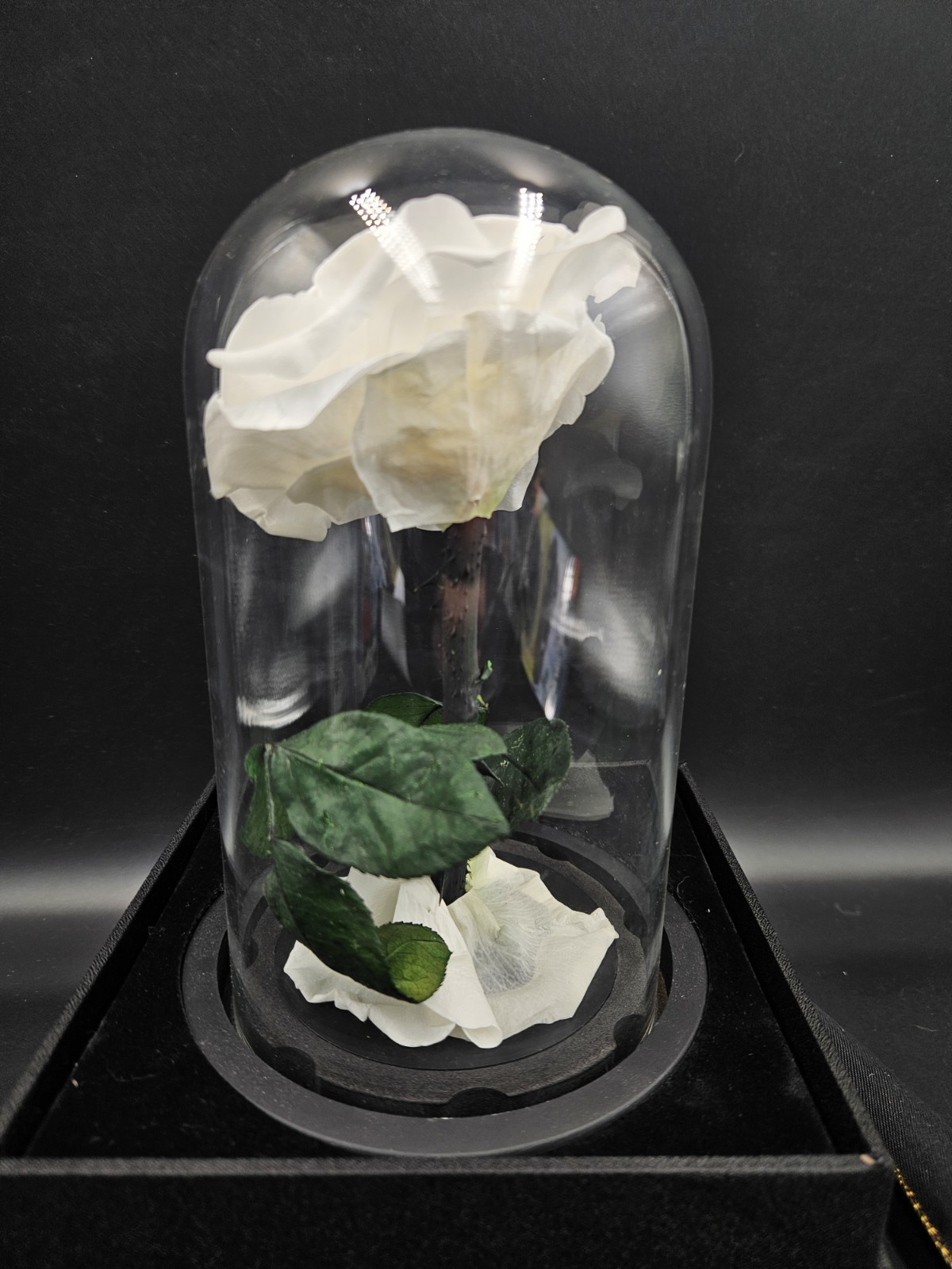Preserved Rose in Glass Dome White Eternal Infinity Rose