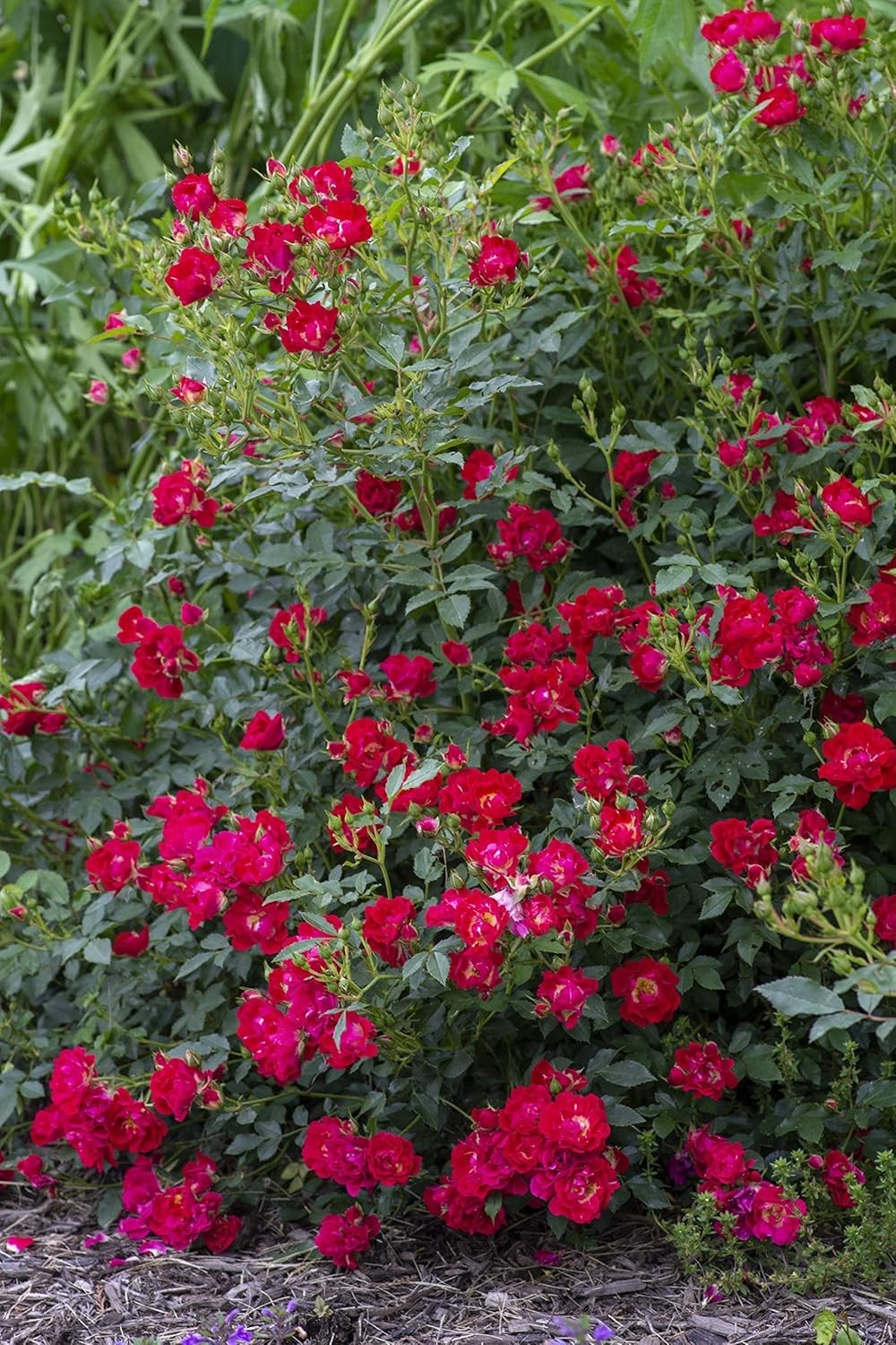 Red Rose Shrub – Seasonal Blooms – Easy Care