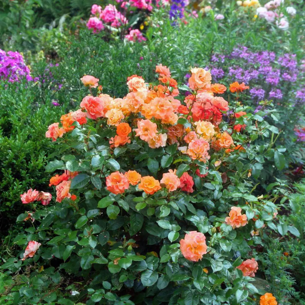 2.5 In. Rose Miniature Orange Honey with Orange Flowers (8-Pack)