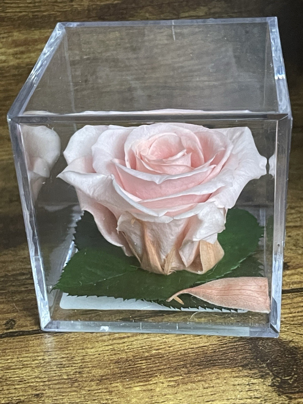 Verdissimo Preserved Rose Head in a Clear Acrylic Cube Light Pink Standard Size
