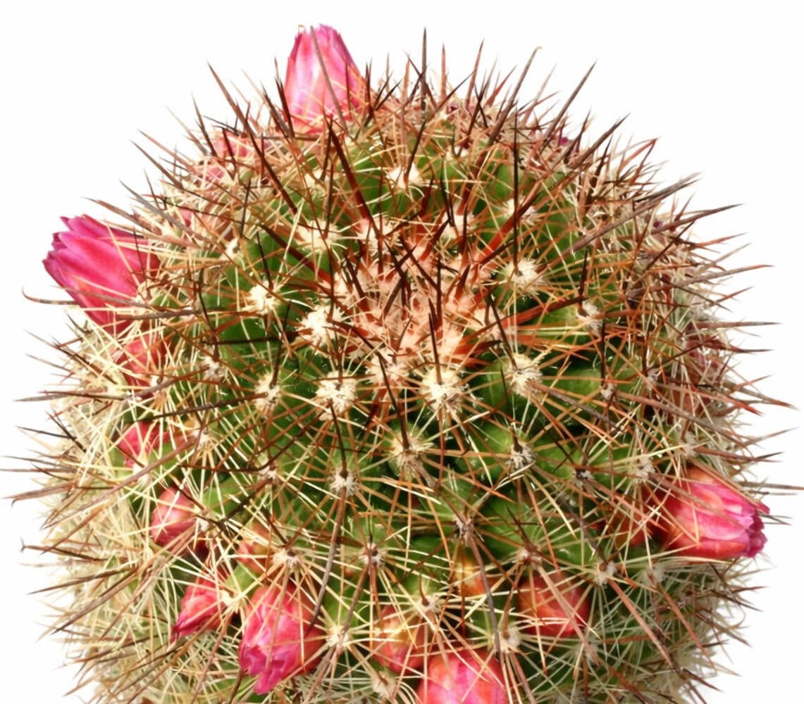 Mammillaria bambusiphila var parva L761 10 SEEDS – Rare Cactus SEEDS