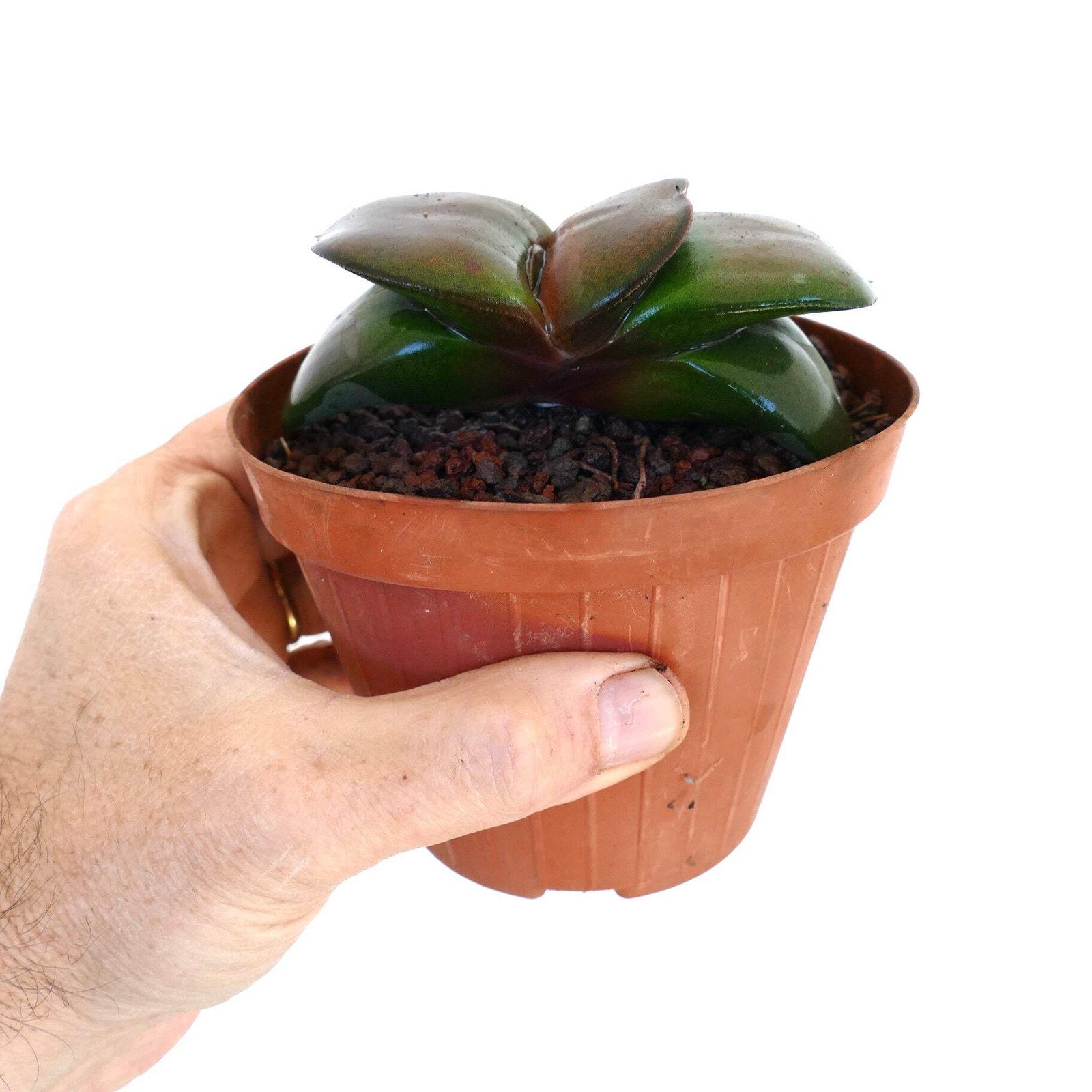 Gasteria pillansii cv 滑らか肌 BROWN FORM – Namaqua gasteria | Pillans’ gasteria