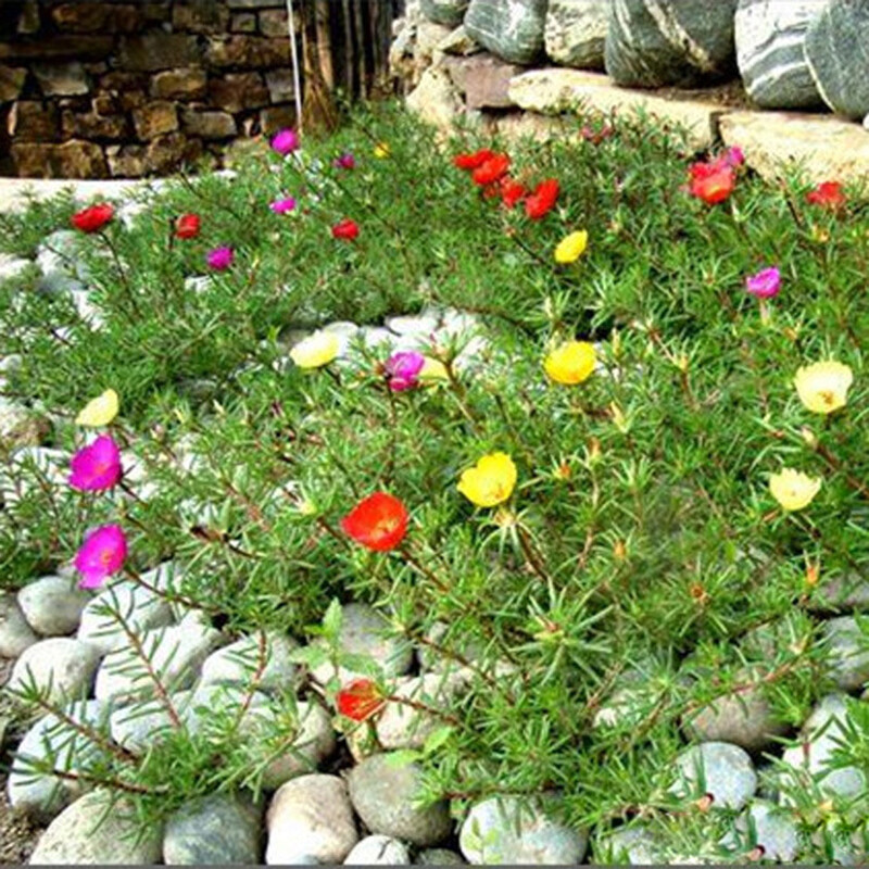 100 SEEDS Moss Rose Portulaca Double Flowered Mix
