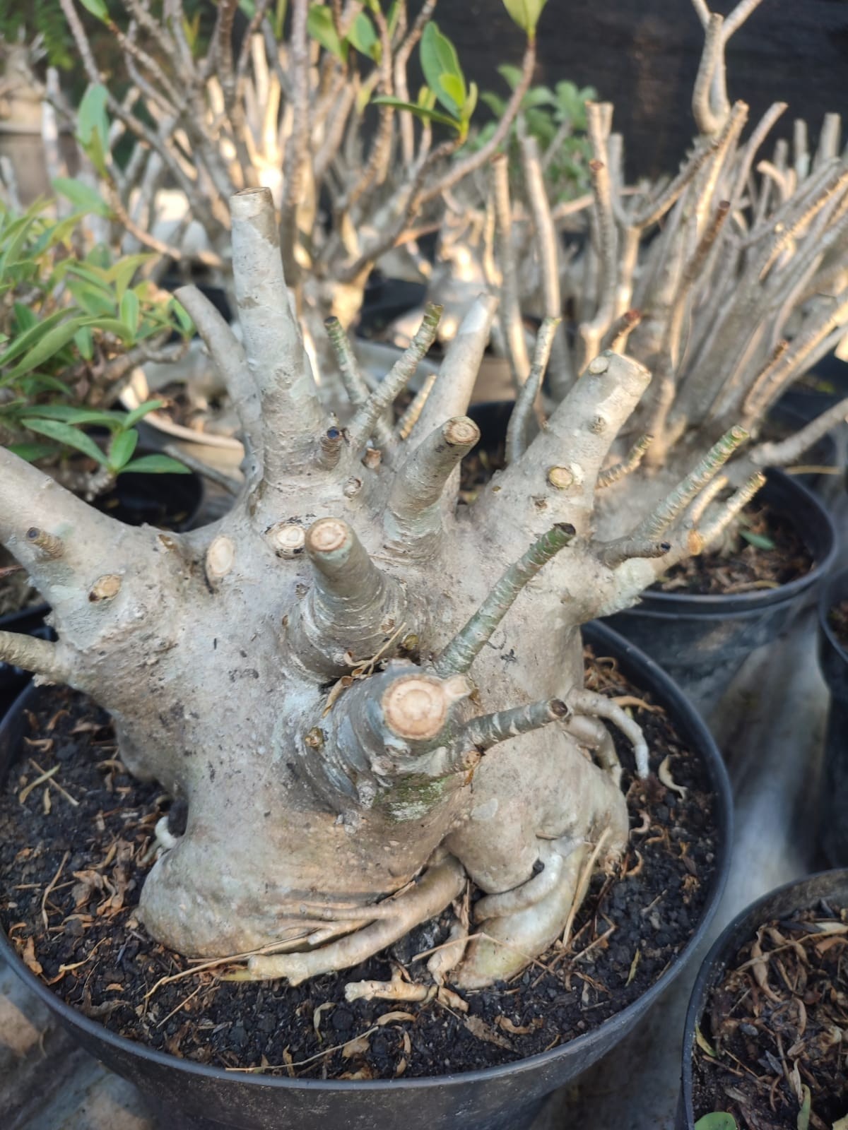 Adenium bonsai Arabicum godji desert rose