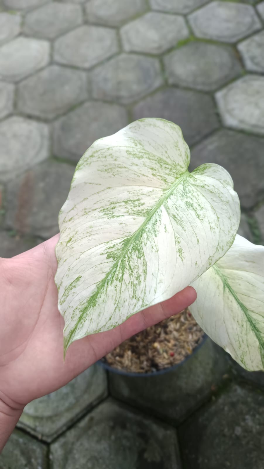 Real Picture Monstera White Devil Monster Variegated 2 Leaves Rare Plant