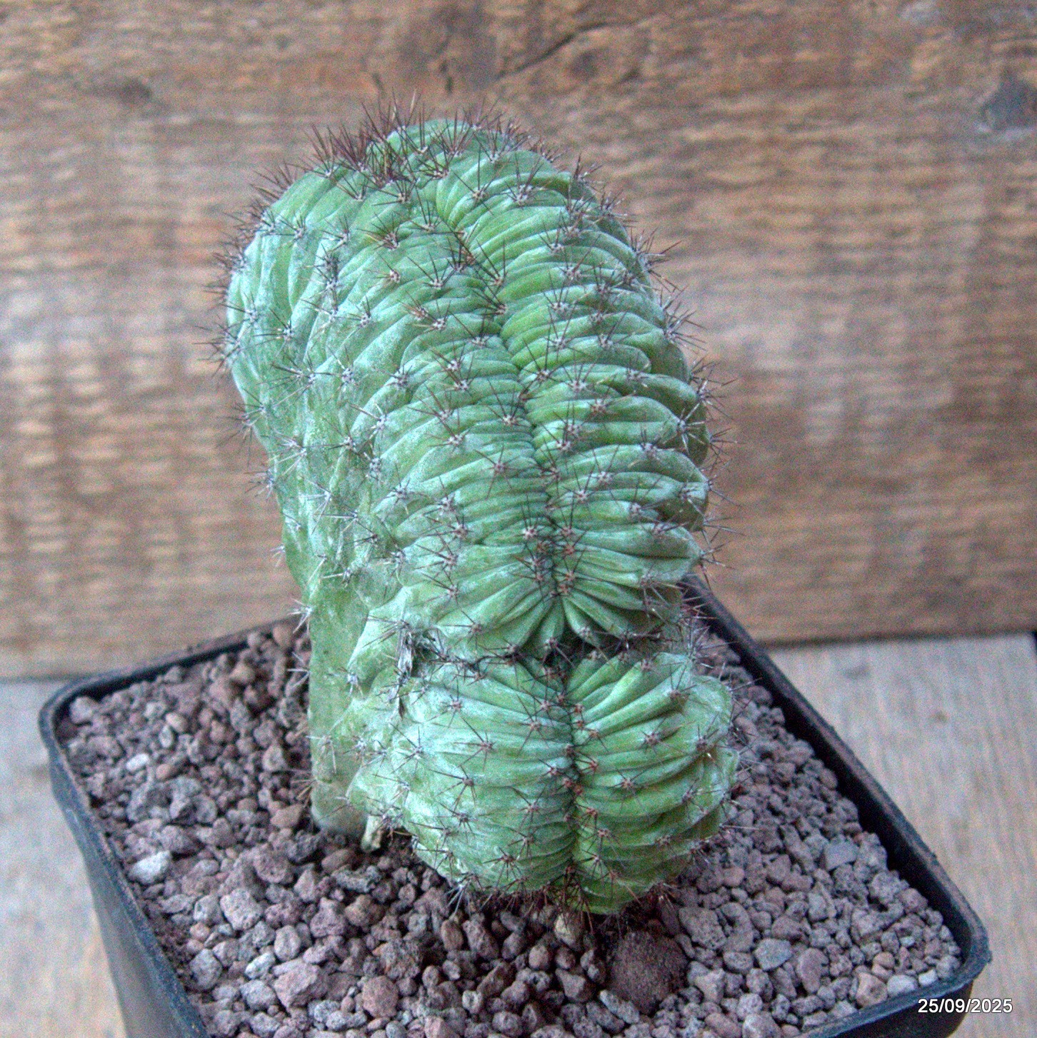 D6657 POLASKIA CHICHIPE CRESTED pot10-H11-W12 cm MaMa Cactus