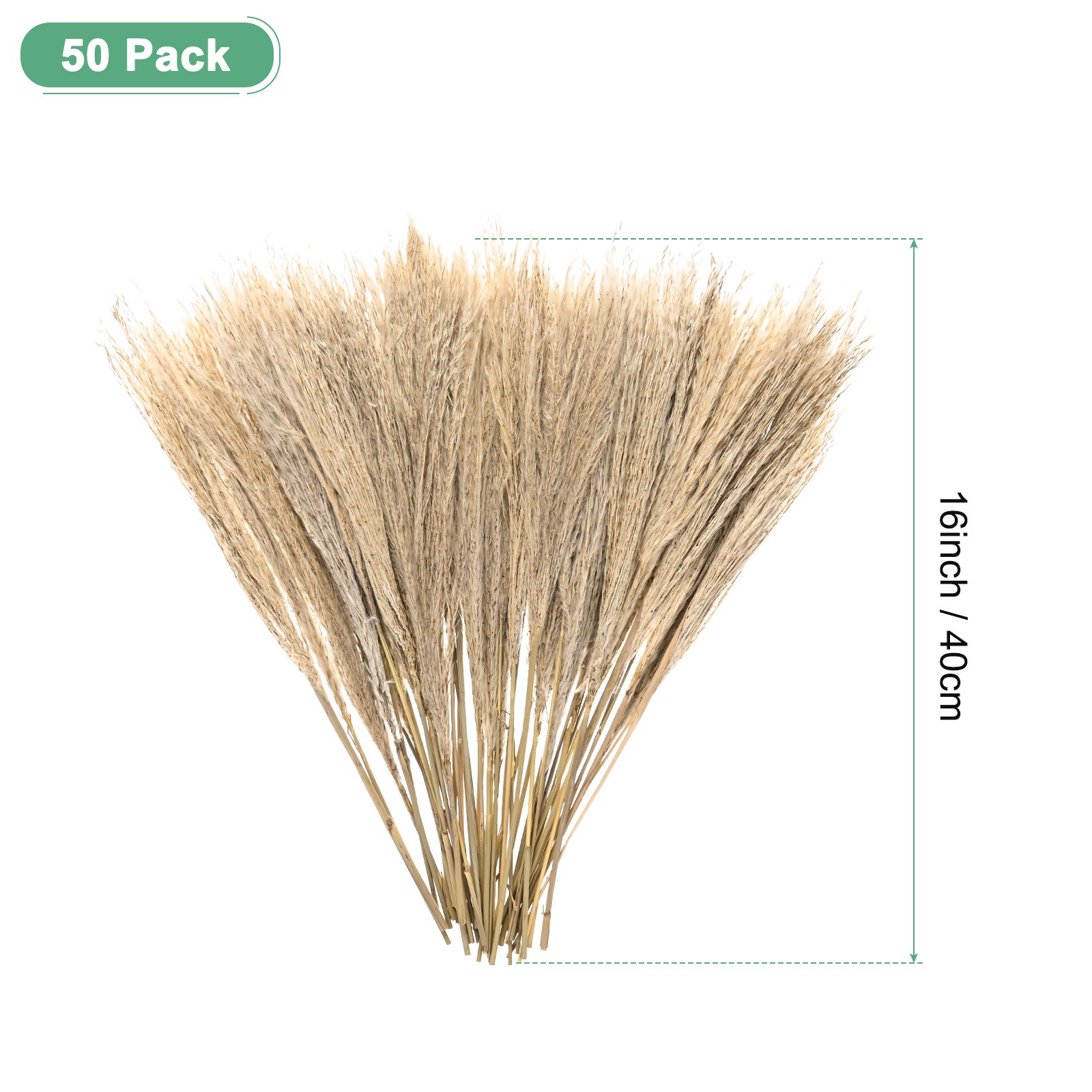 50-Pack Faux Pampas Grass 16 Inch for Home Decor/Wedding [Natural]