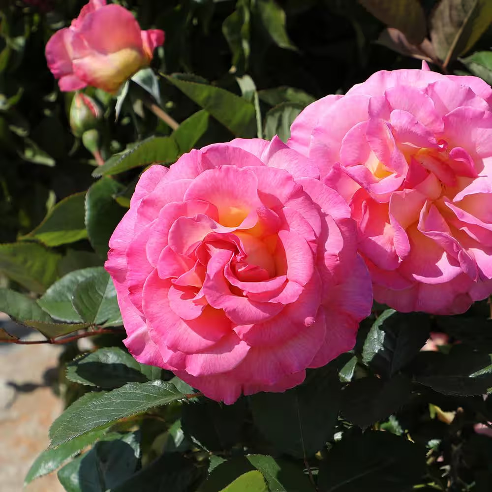 My Bouquet 8 Qt. Rose Pink and Gold Blossom (Julie Andrews)