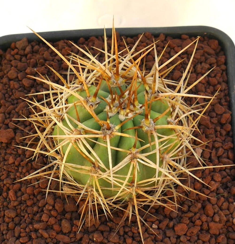 Cereus pasacana – Pasacana cactus | Argentine saguaro