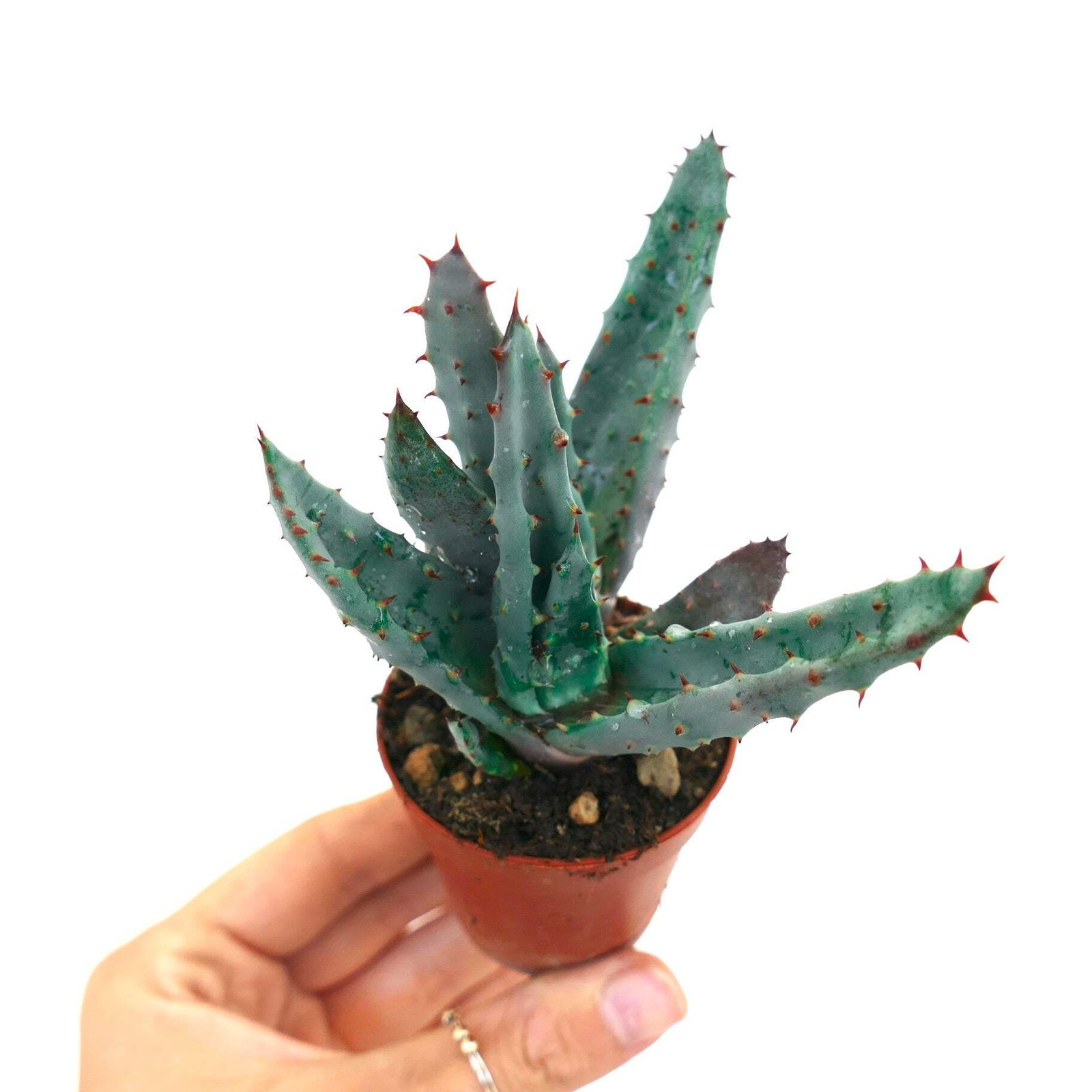 Aloe spectabilis BLUE FORM full pot C142 – Spectacular aloe | Tree aloe