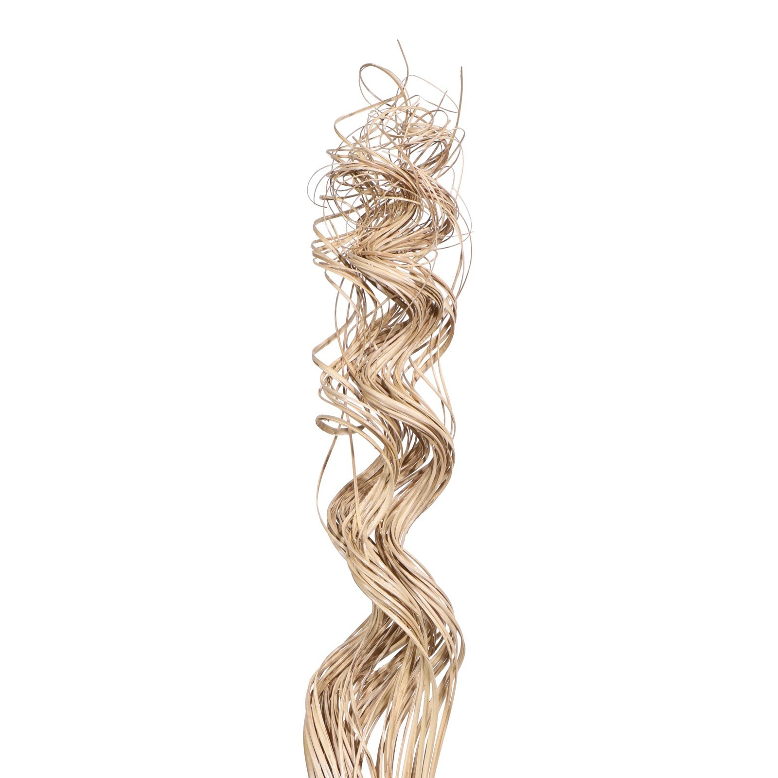 Curly Ting Pack of 35 Stems 3-4ft Natural