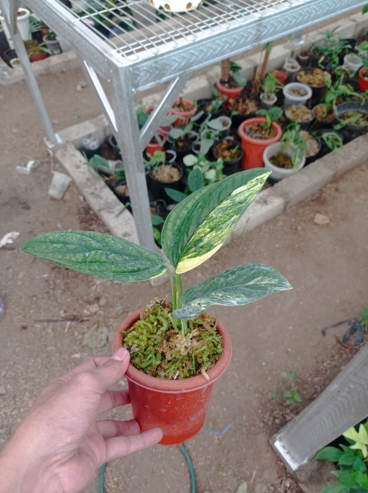 Monstera Peru Karstenianum Variegated Plant Houseplant Rare Plant