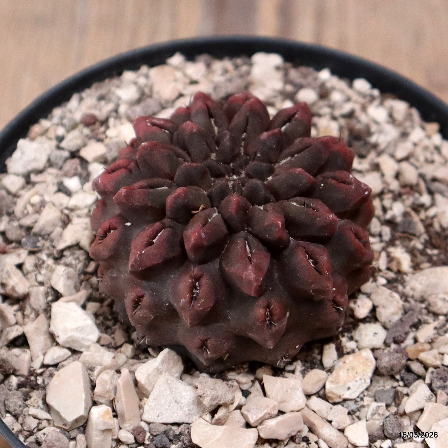 D8079 NEOPORTERIA OCCULTA pot10-H4-W5 cm MaMa Cactus