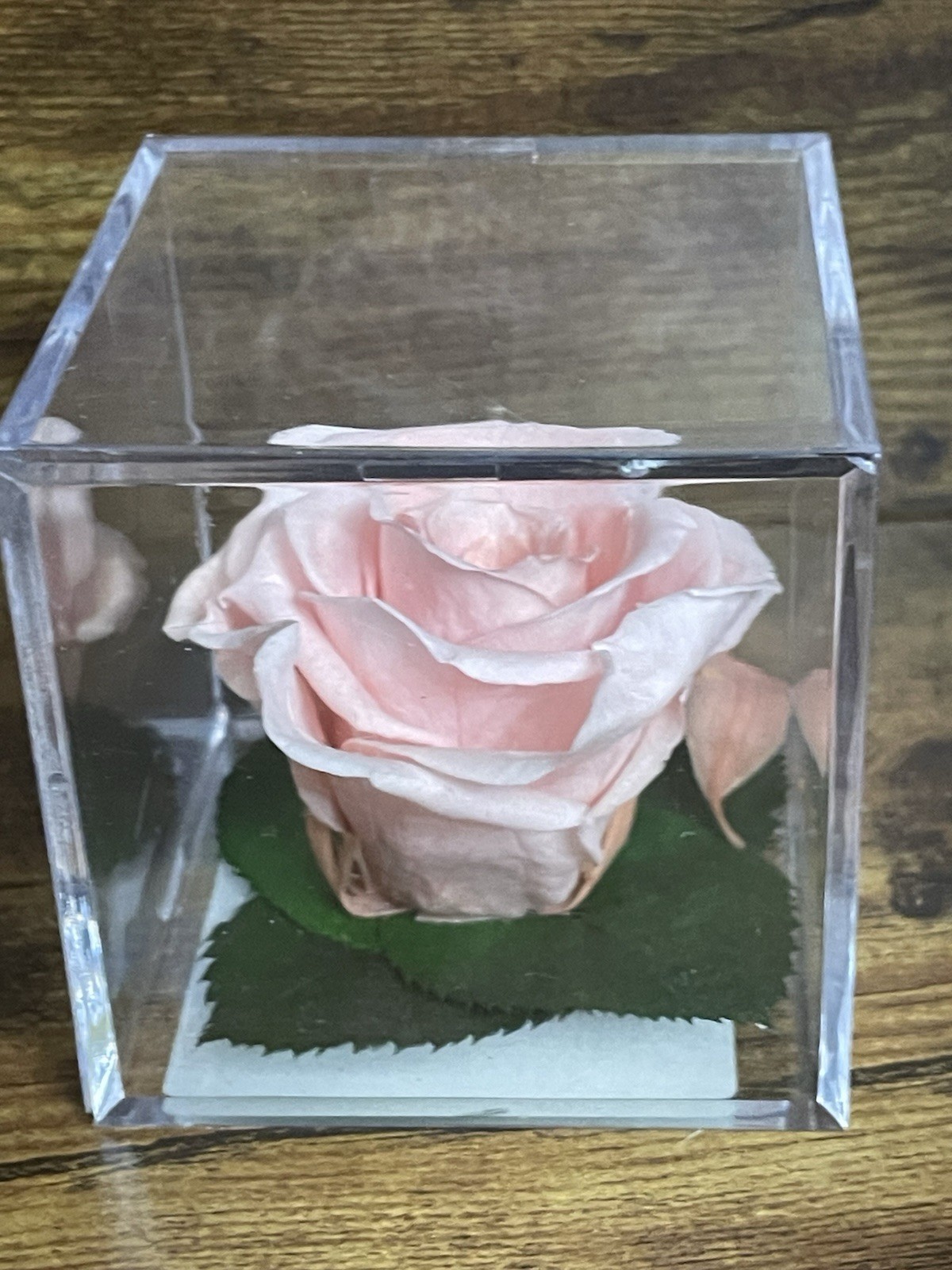 Verdissimo Preserved Rose Head in a Clear Acrylic Cube Light Pink Standard Size