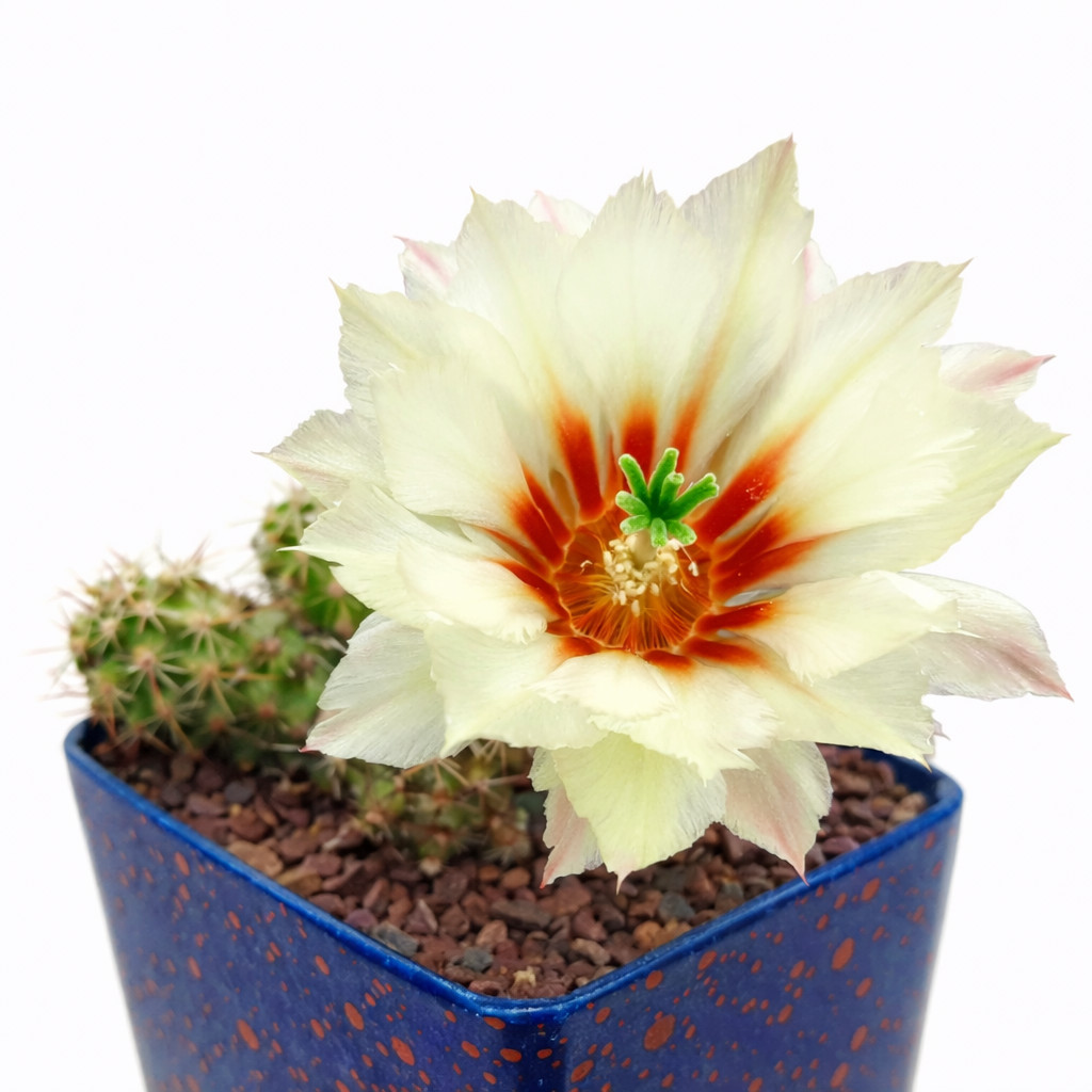 Echinocereus papillosus 10 SEEDS – Rare Cactus SEEDS