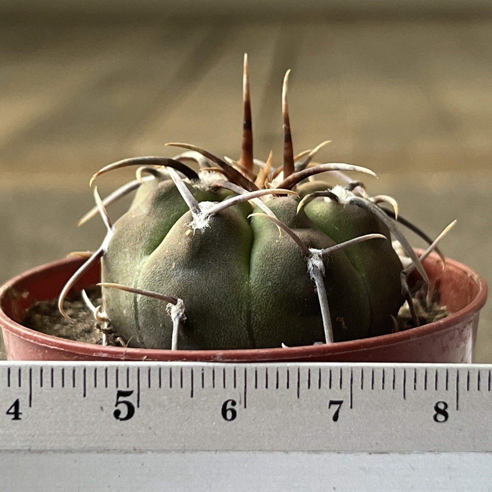 A37-4309. G. vatteri v altaitinense, Spine selection in 3 generation