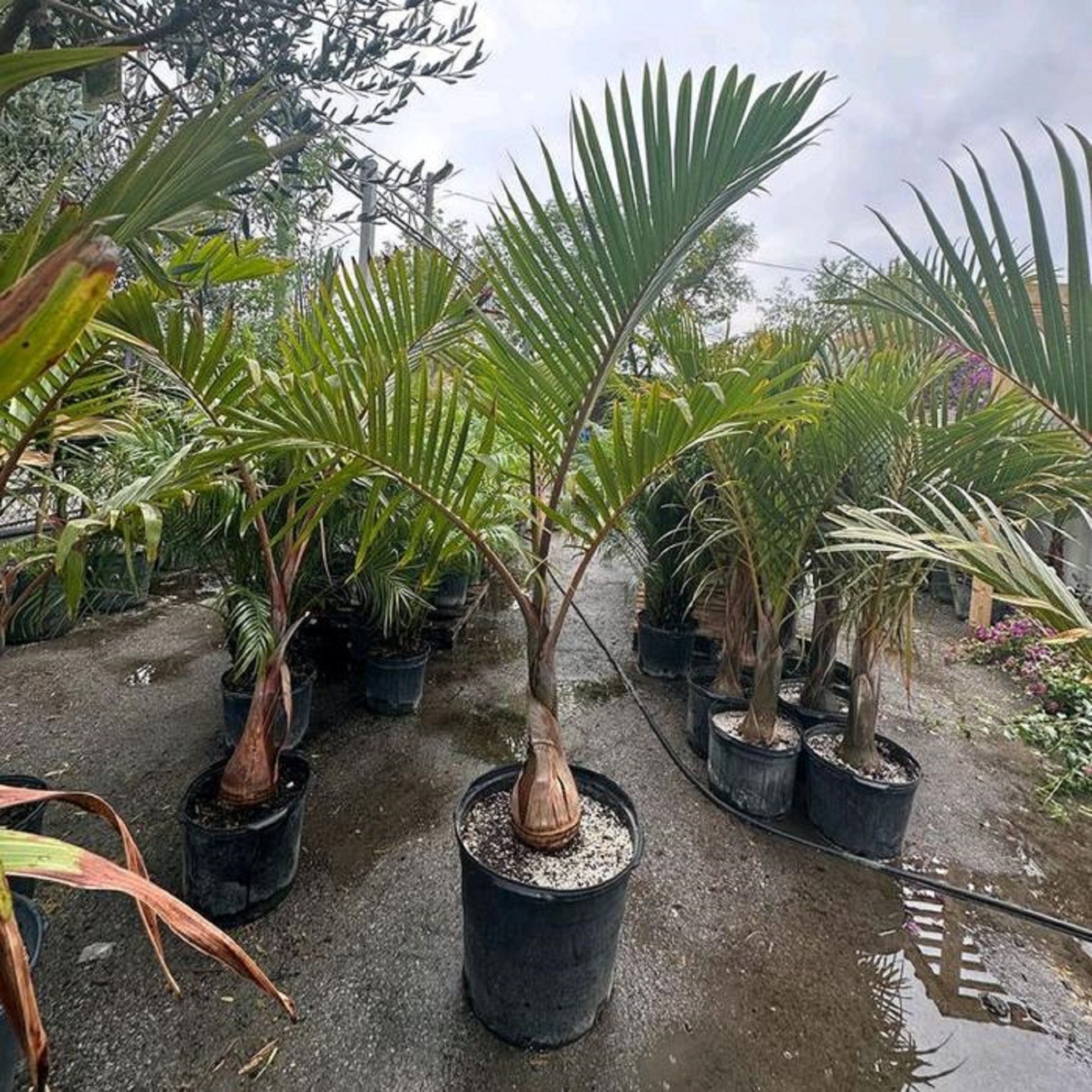Rare Hyophorbe Lagenicaulis Bottle Palm Live Tropical Ornamental Plant
