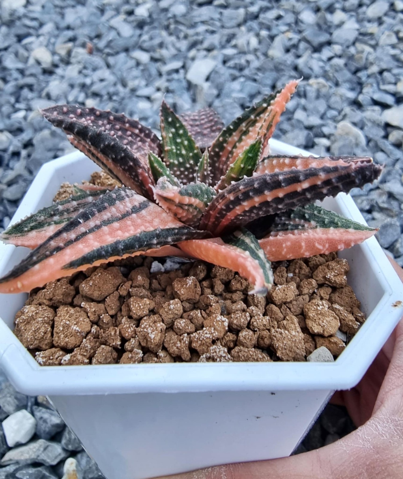 ็Haworthia Snowy Winter Variegated Rare Live Plant Unique Succulent EU Seller