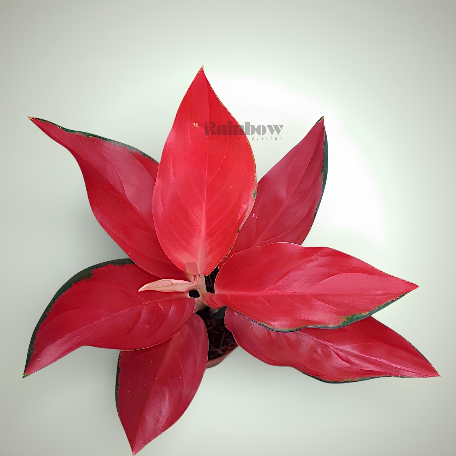 Aglaonema RHCP Red Ayu Ornamental Plant
