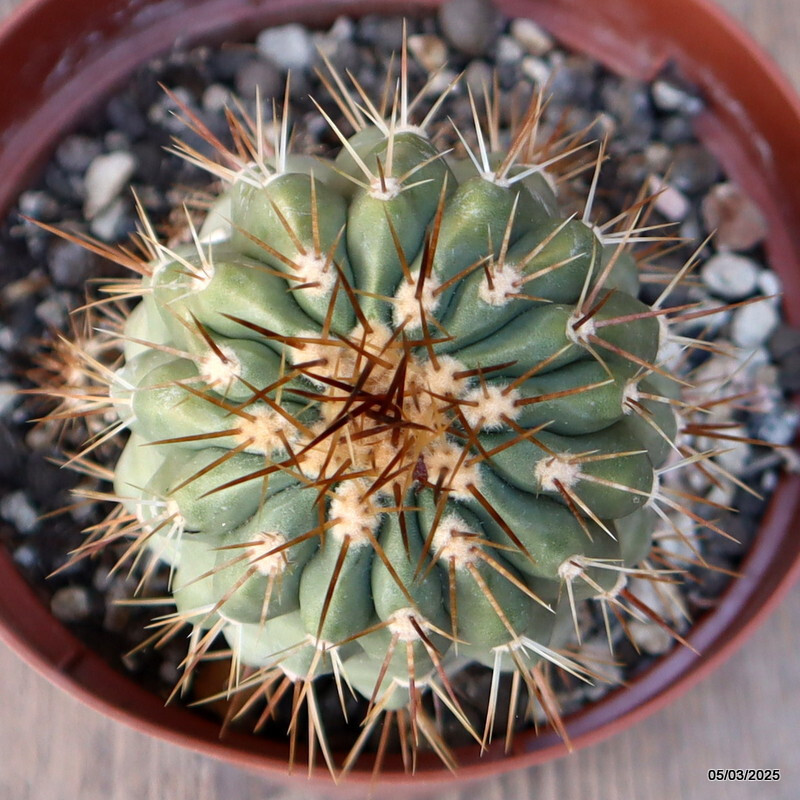 D2083 COPIAPOA HASELTONIANA GIGANTEA 15 YEARS OLD pot14-H8-W8 cm MaMa Cactus