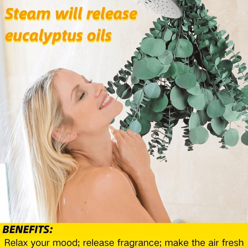 12 Pcs Large Dried Eucalyptus & Silver Dollar Leaves Bundle – Natural Real Fresh