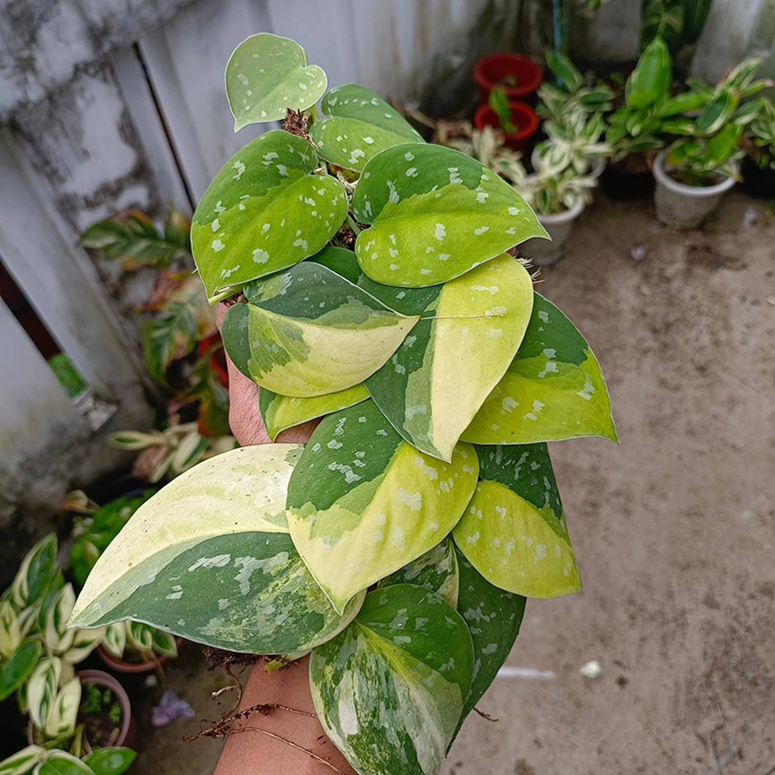Real Picture Scindapsus Sentarum Variegated Rare Plant