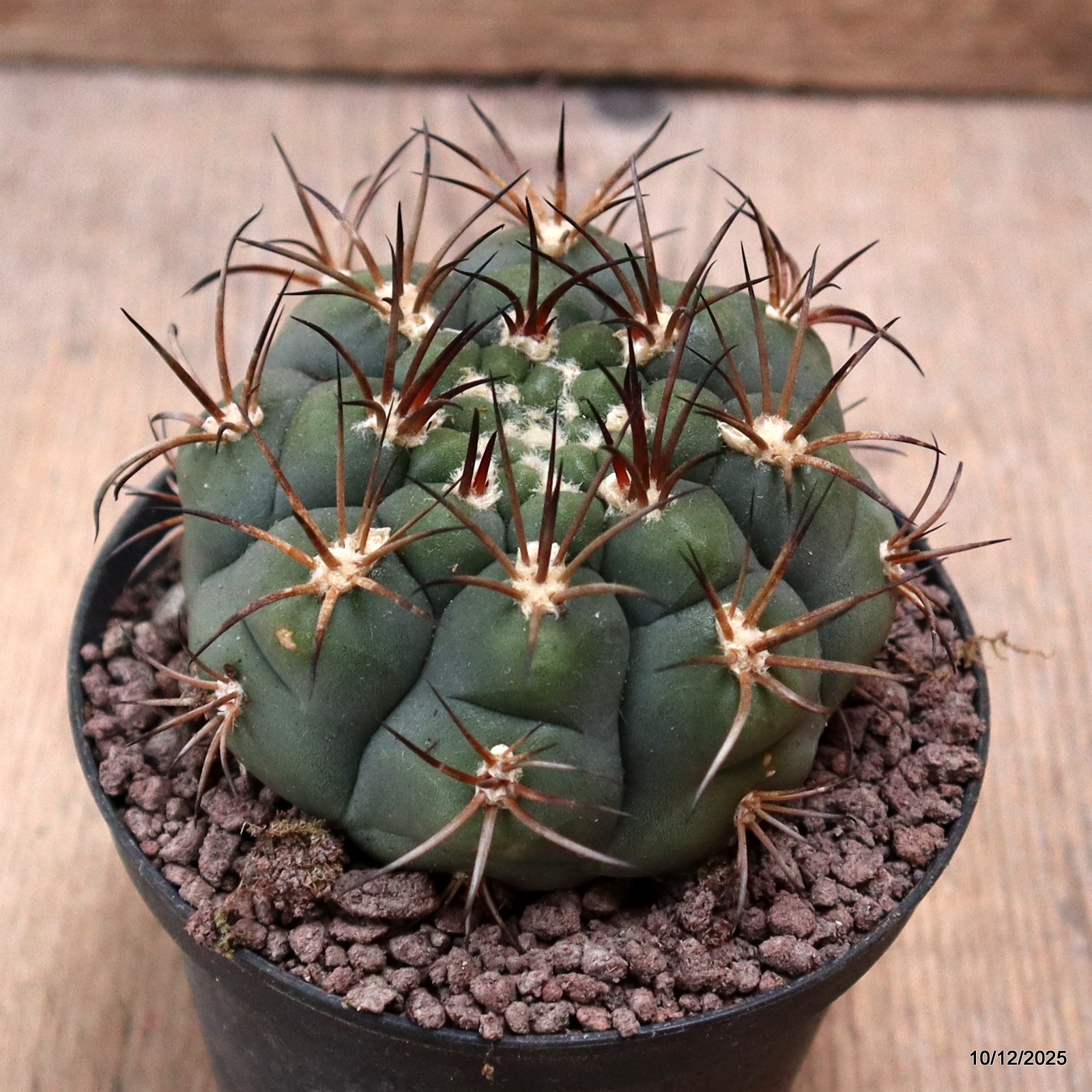 D7741 GYMNOCALYCIUM PFLANSII pot10-H6-W8 cm MaMa cactus