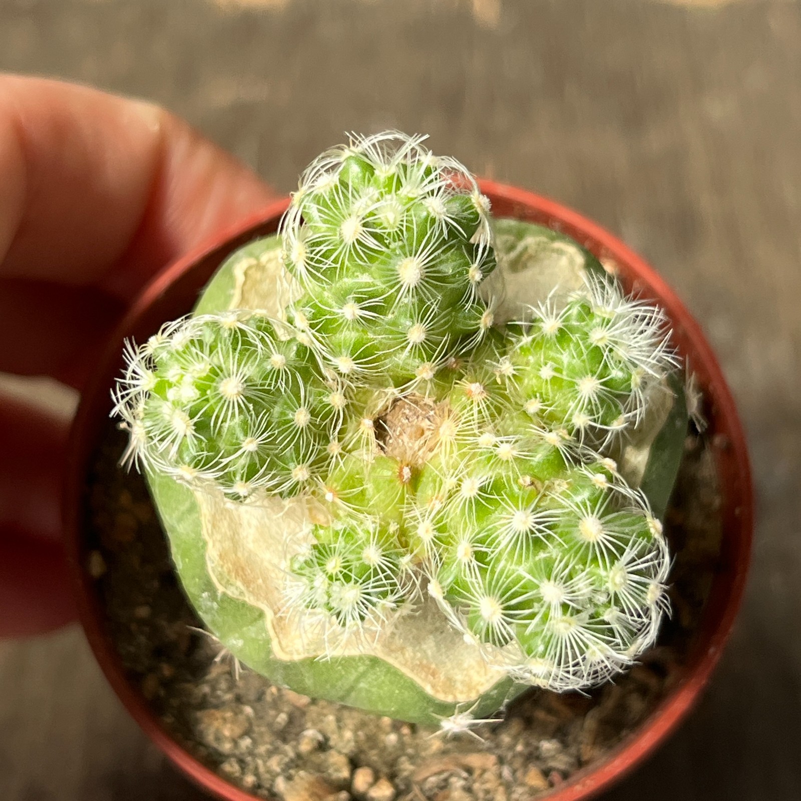 A36-1101 Mammillaria saboae, grafted