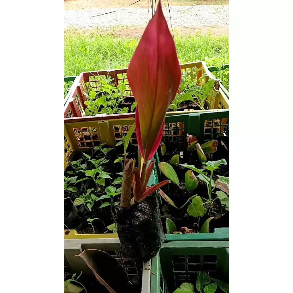 Cordyline fruticosa 2cuttings, 10-12 inches long