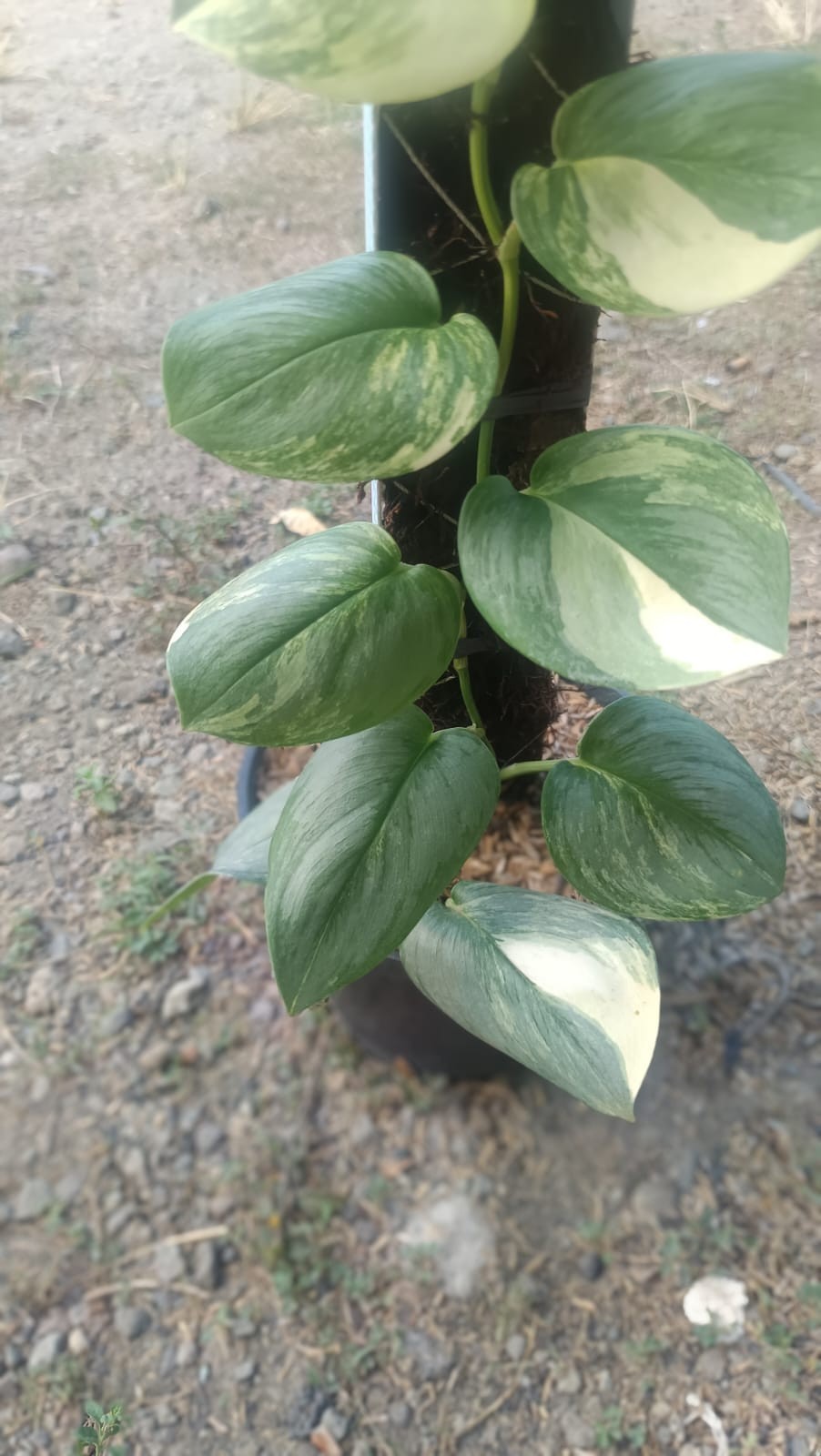 Real Picture Scindapsus Rubicon Tricolor Variegated Mature Size