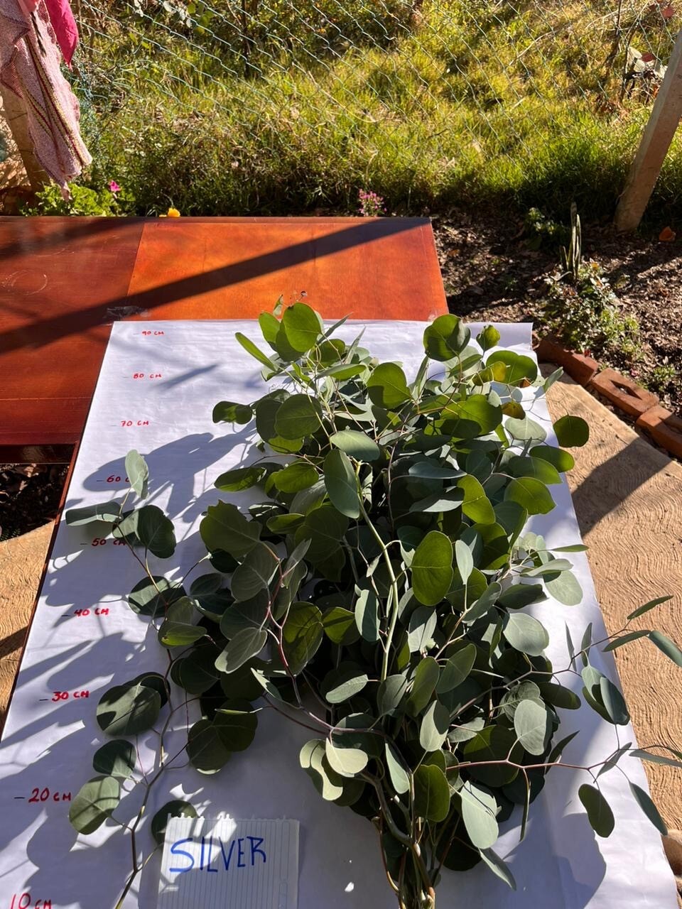 15 stems of fresh eucalyptus great for decor.