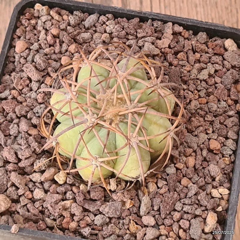 D5535 ECHINOCACTUS HORIZONTHALONIUS PC 72 LA LUZ COAHUILA pot10-H4-W5,5 cm Ma