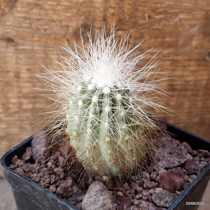 D4787 COPIAPOA KRAINZIANA pot10-H7-W5 cm MaMa Cactus