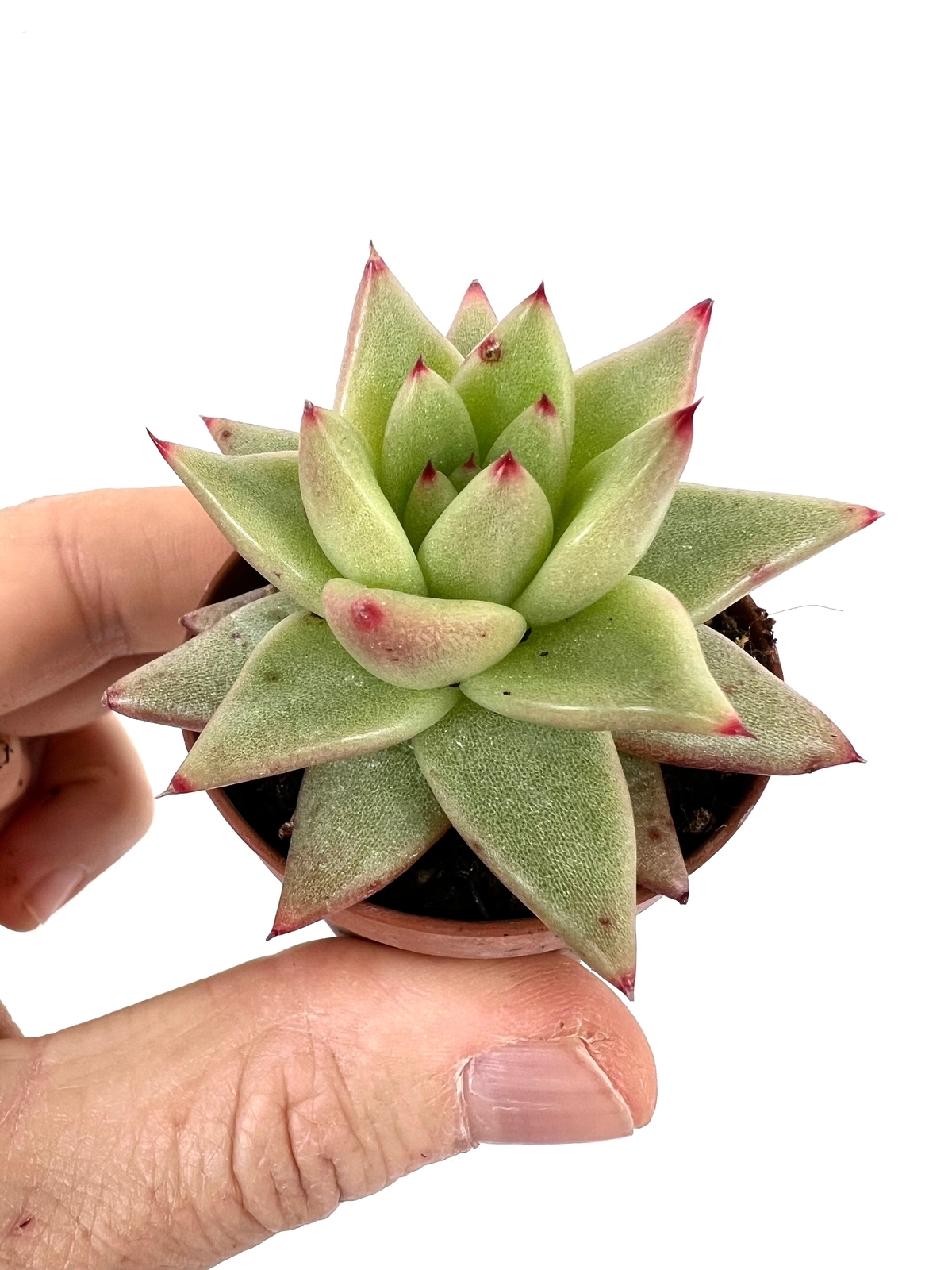 Echeveria agavoides –