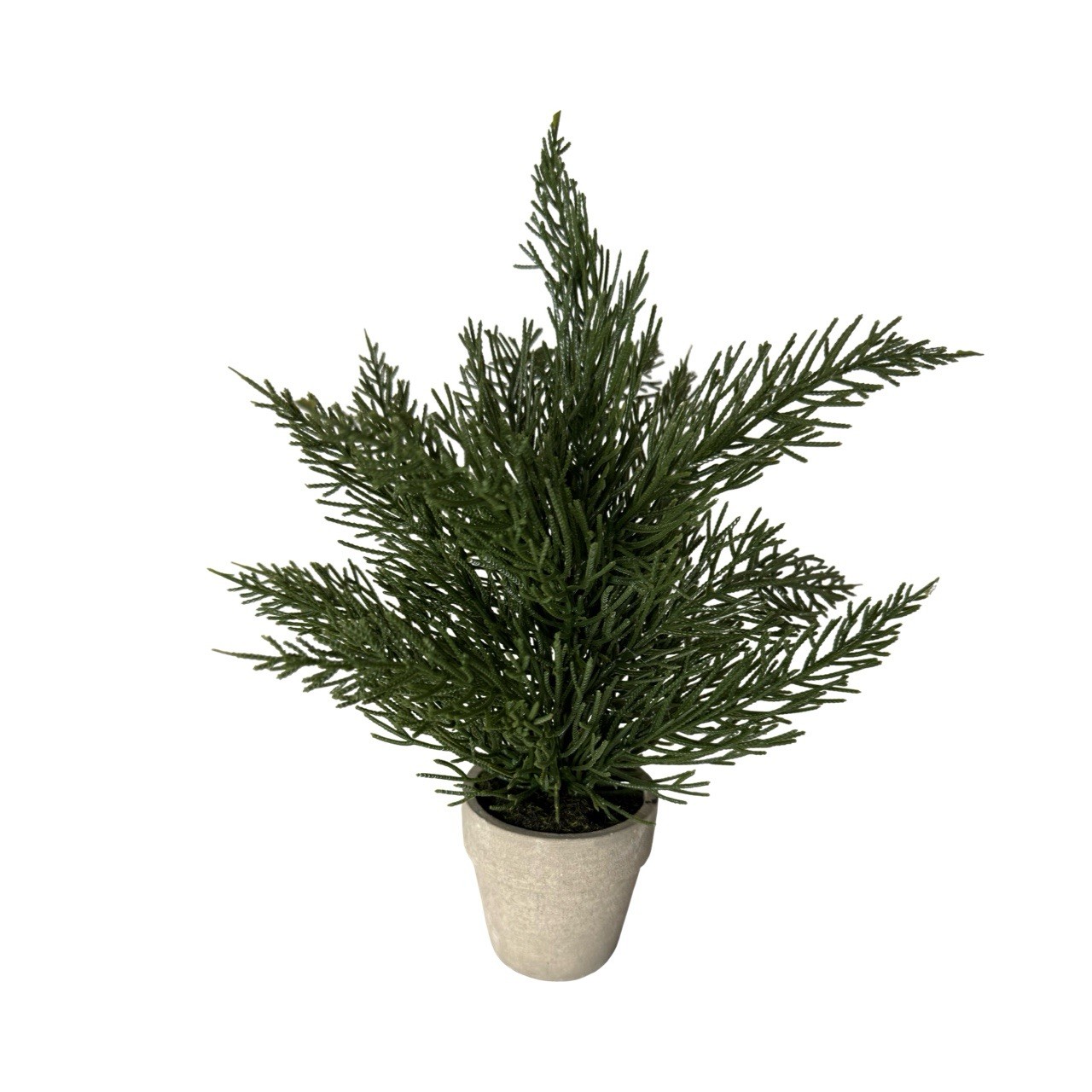 Cedar Potted Plant 6in Tall In Small Terracotta Pot