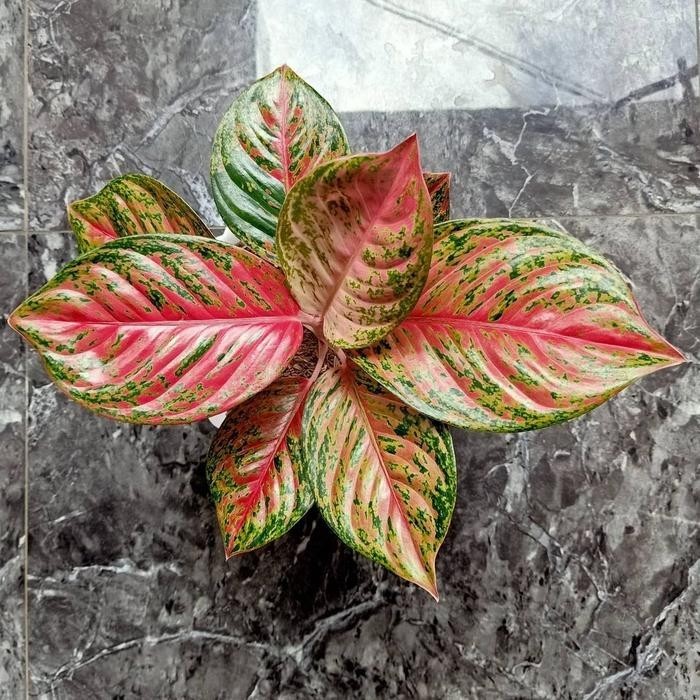 Aglaonema Yohana – Red Patterned Foliage Live Plant Grow in Pot