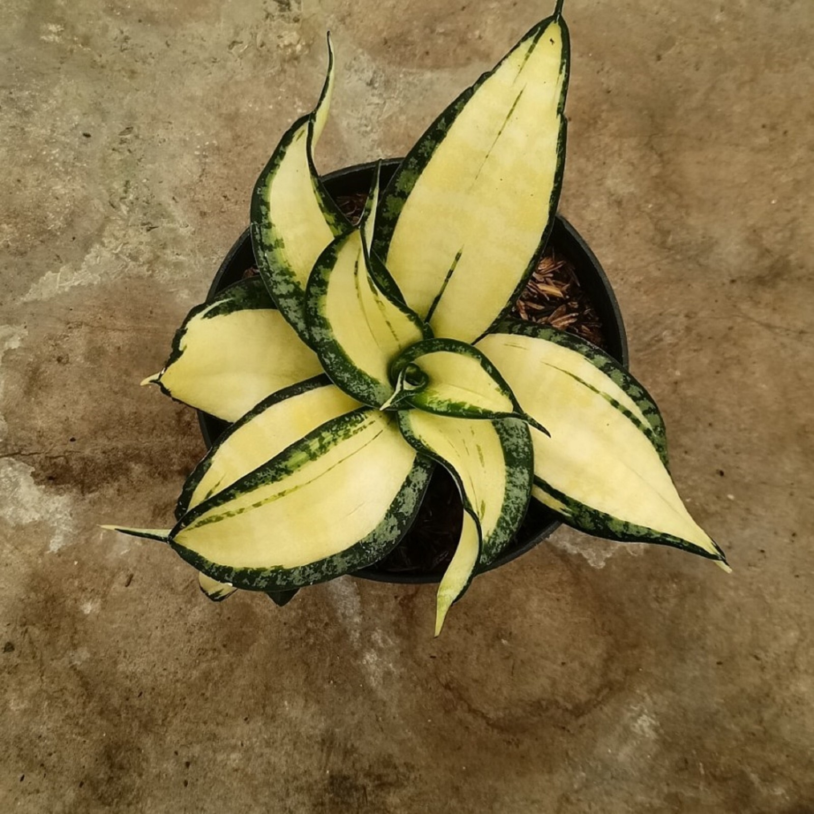 Sansevieria Golden Wendy Rare Unique Snake Plant