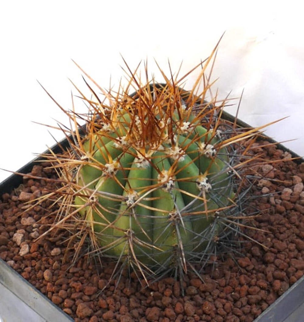 Cereus pasacana BROWN SPINES OT2KK – Pasacana cactus | Argentine saguaro