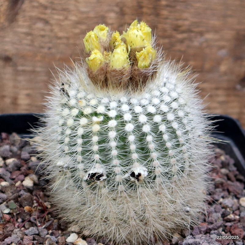 D4309 NOTOCACTUS SCOPA pot14-H9-W8 cm MaMa Cactus