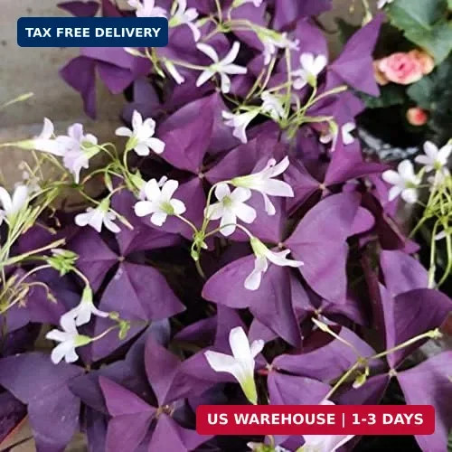 12PCS Purple Shamrocks Bulbs Good Luck Plant Purple Oxalis Bulbs for Planting Gr