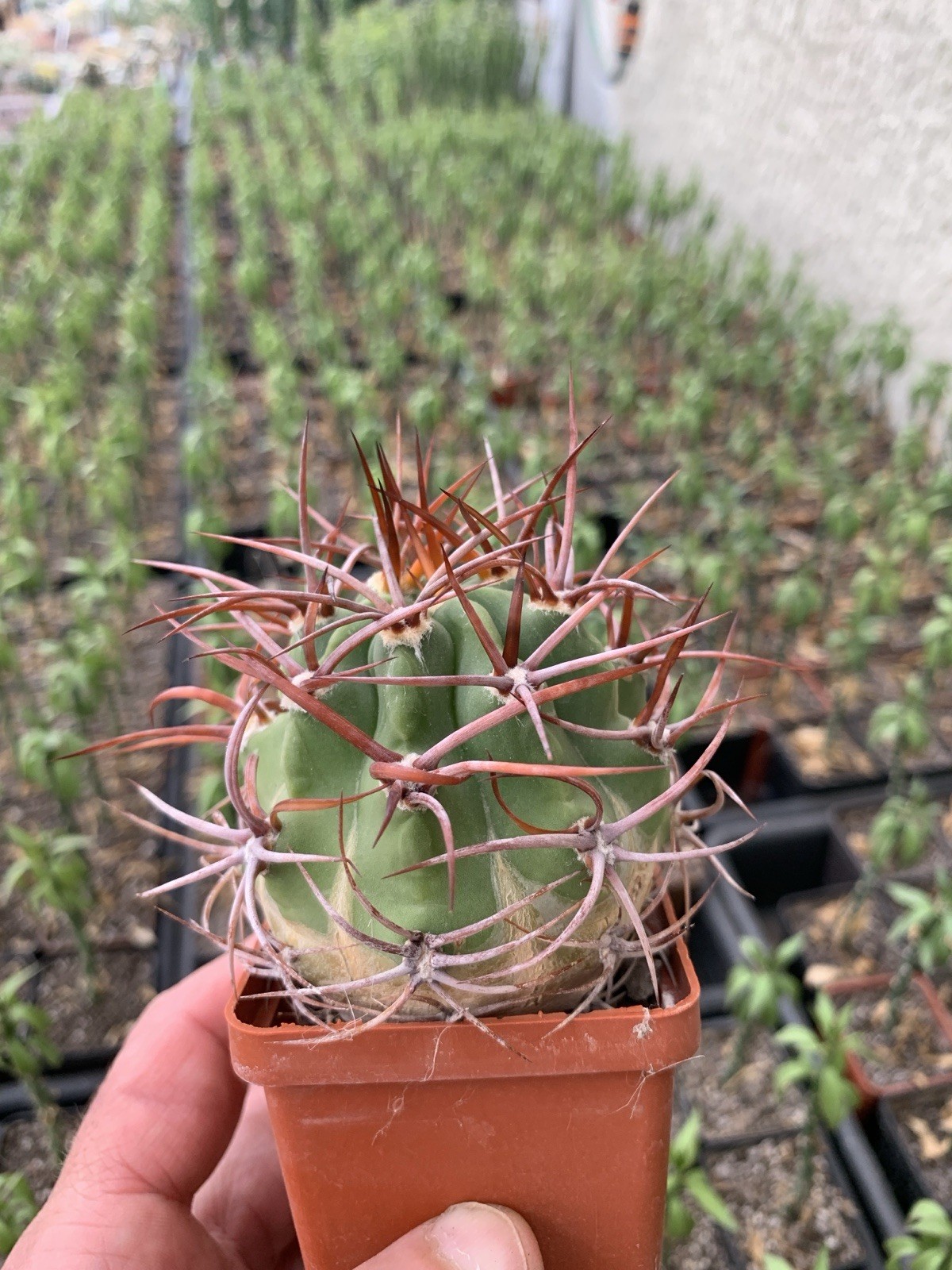 A14-826.Denmoza, rhodacantha, Pot 6 Cm, own root, seedling 2015