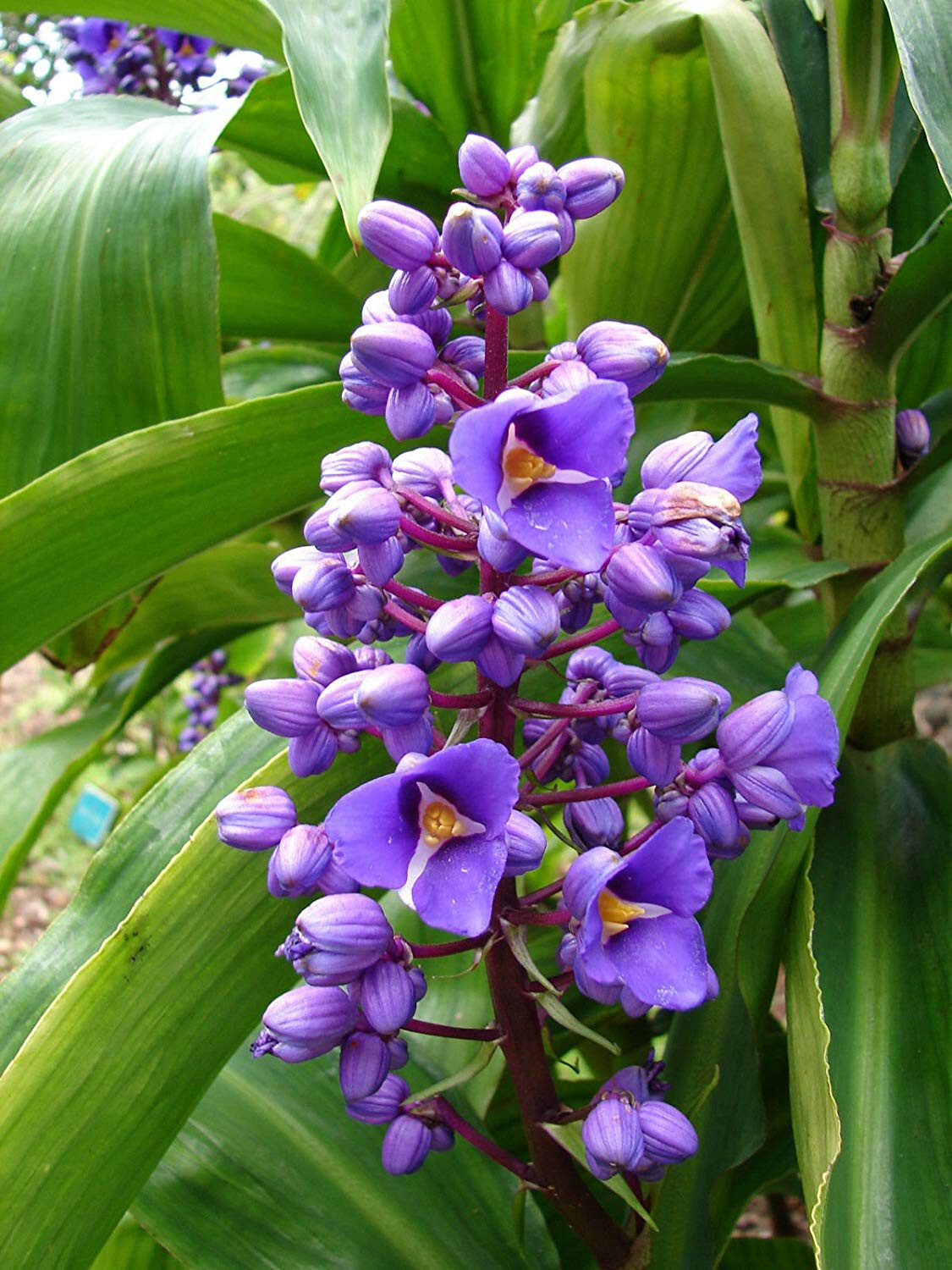 2 Hawaiian Blue (polu) Dichorisandra Thyrsiflora Ginger Plant Roots