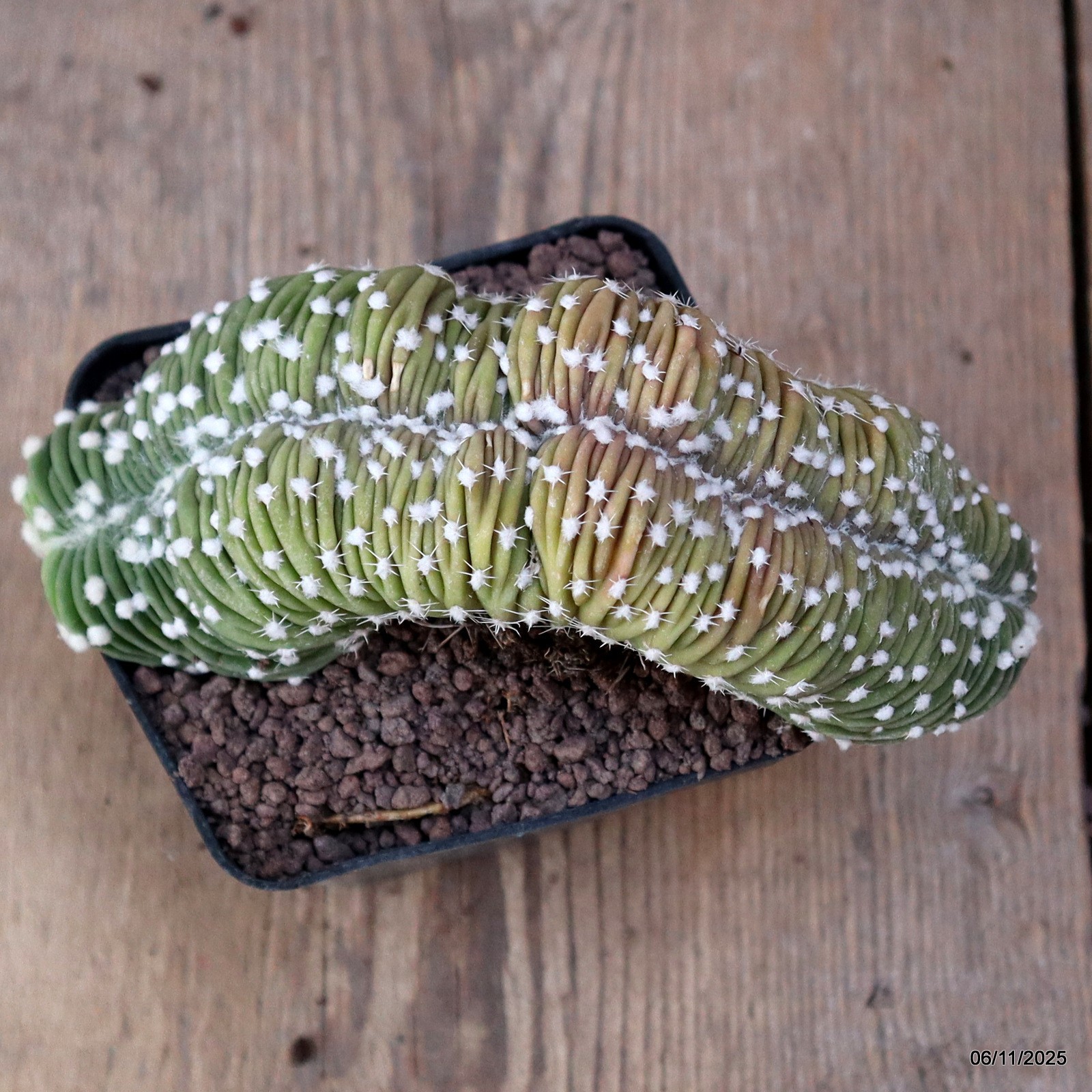D7314 ECHINOPSIS SUBDENUDATA CRESTED pot9-H8-W16 cm MaMa Cactus