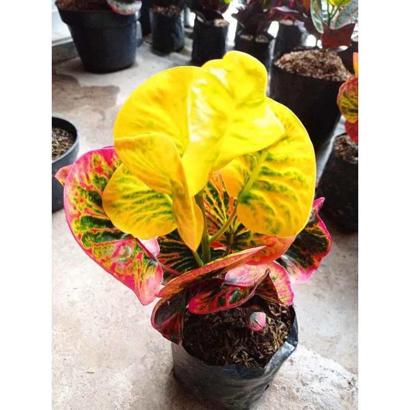 Real Pict Codiaeum Variegatum Croton Apple Rehana Rare Plant