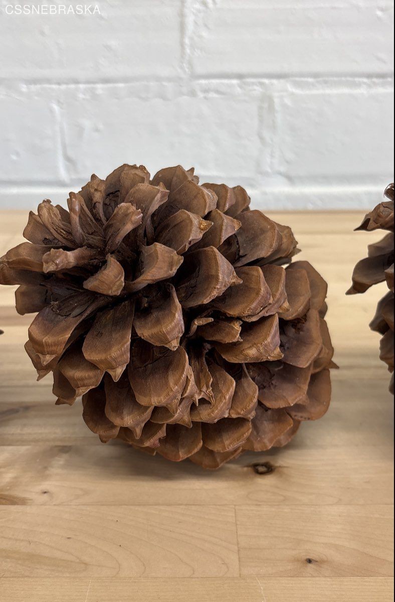 Pine Cones Large Set of Seven 4” to 6”Tall 3 to 4 Inch Diameter Craft Unscented