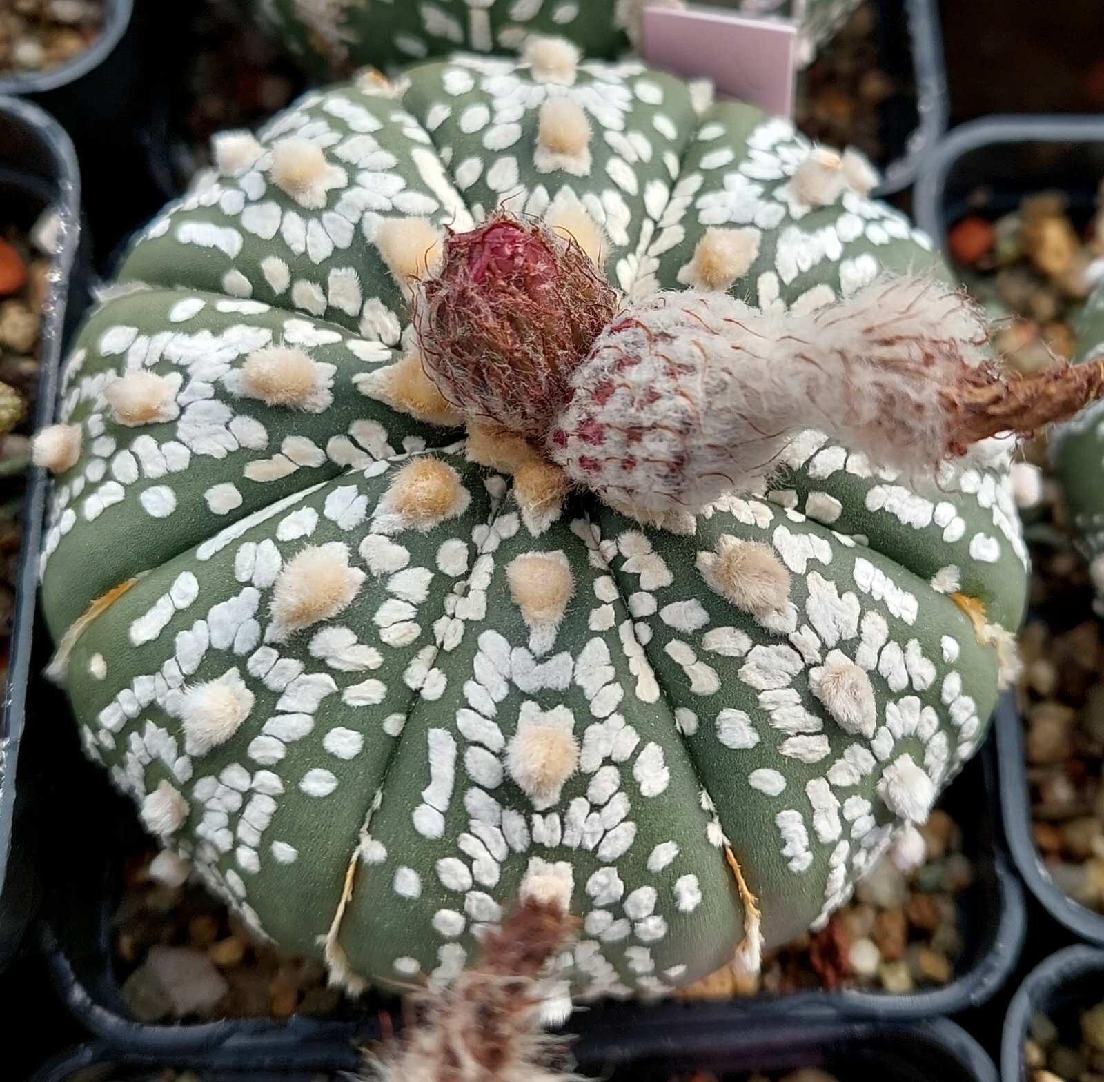 Astrophytum asterias ‘Super Kabuto Akabana’ 10seeds harvest 2025
